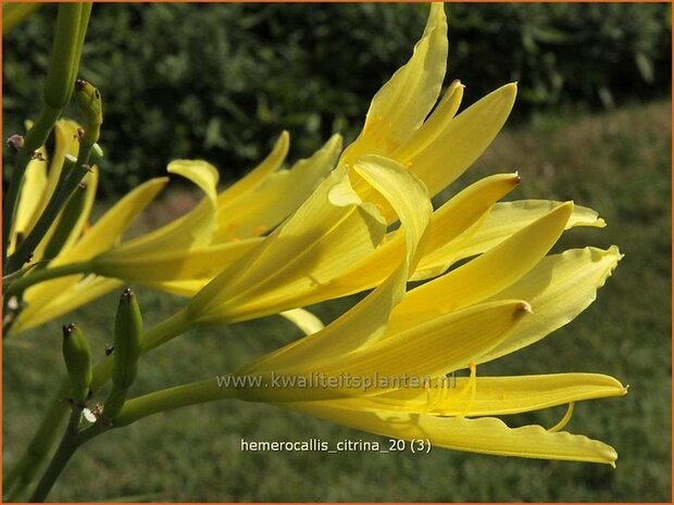 Hemerocallis citrina | Daglelie