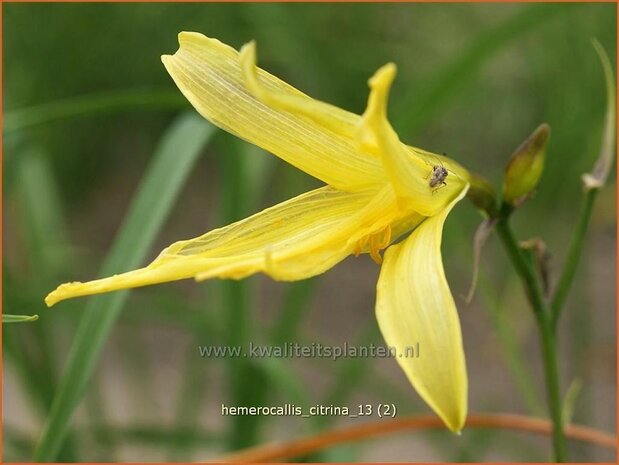 Hemerocallis citrina | Daglelie