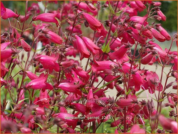 Penstemon 'Andenken an F. Hahn' | Slangenkop, Schildpadbloem