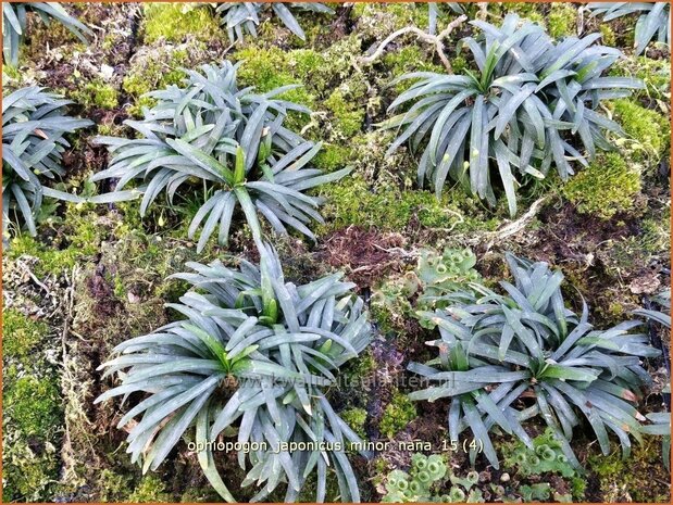 Ophiopogon japonicus 'Minor Nana' | Japans slangengras, Slangenbaard