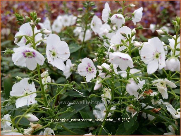 Parahebe catarractae 'Avalanche'