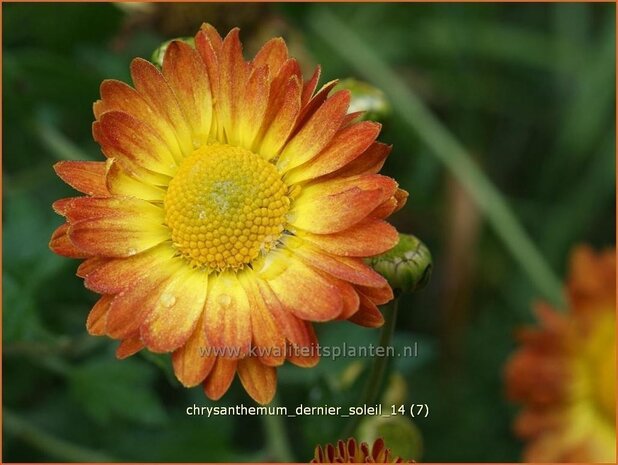 Chrysanthemum &#39;Dernier Soleil&#39;