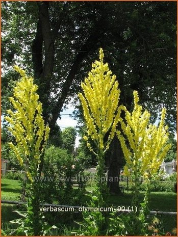 Verbascum olympicum | Toorts