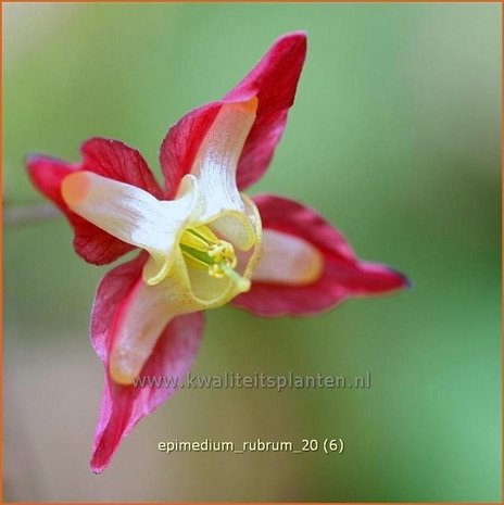 Epimedium rubrum | Elfenbloem | Rotblühende Elfenblume