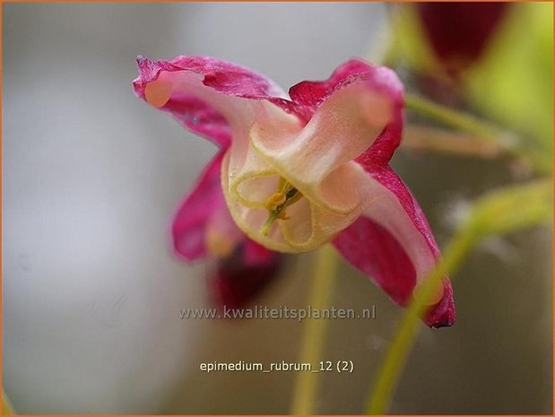 Epimedium rubrum | Elfenbloem | Rotblühende Elfenblume