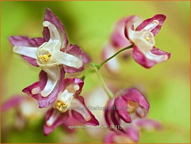 Epimedium rubrum | Elfenbloem | Rotblühende Elfenblume