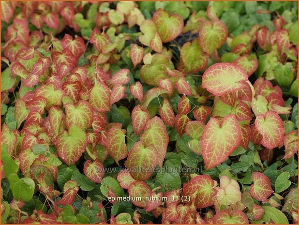 Epimedium rubrum | Elfenbloem | Rotblühende Elfenblume