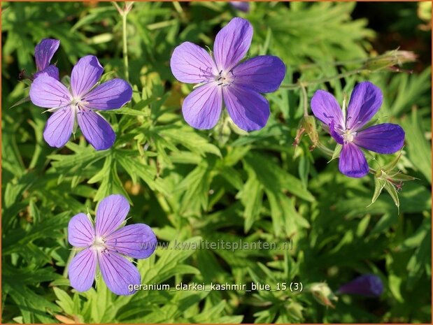 Geranium clarkei 'Kashmir Blue' | Ooievaarsbek, Tuingeranium