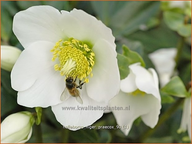 Helleborus niger 'Praecox' | Kerstroos, Nieskruid | Christrose | Christmas Rose