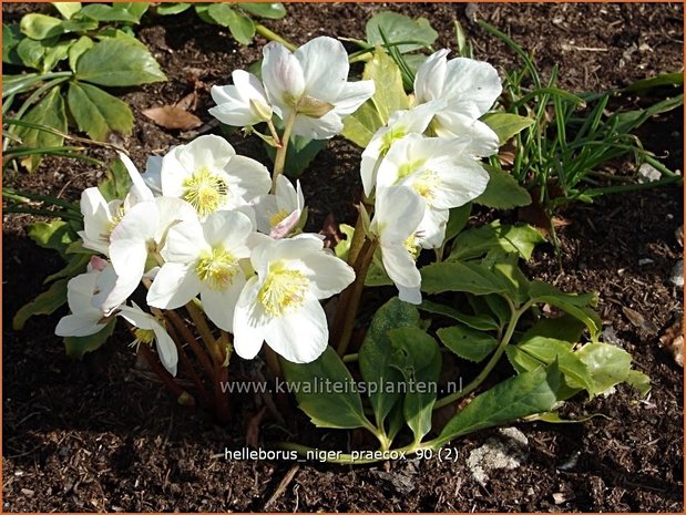 Helleborus niger 'Praecox' | Kerstroos, Nieskruid