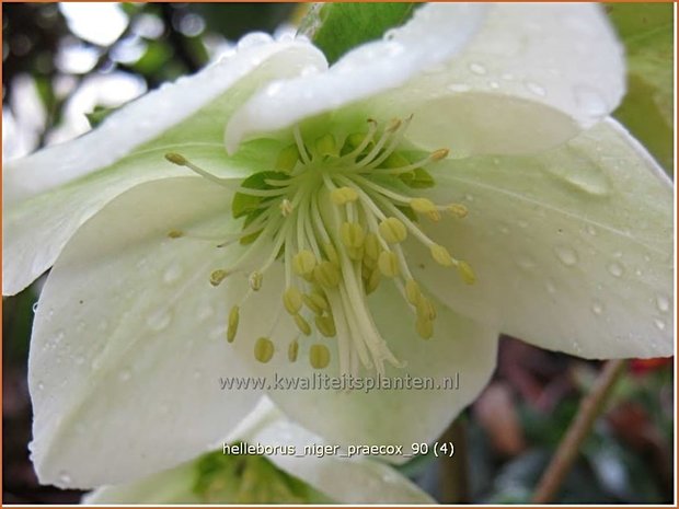 Helleborus niger 'Praecox' | Kerstroos, Nieskruid