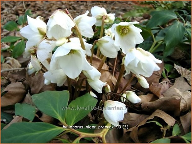 Helleborus niger 'Praecox' | Kerstroos, Nieskruid