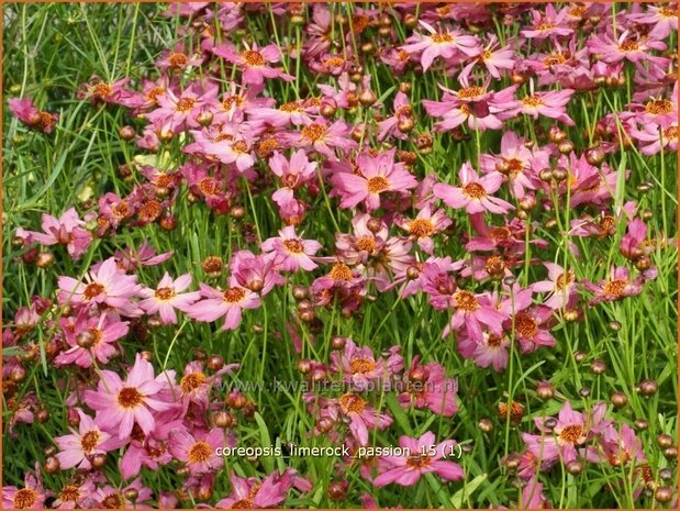 Coreopsis 'Limerock Passion' | Meisjesogen