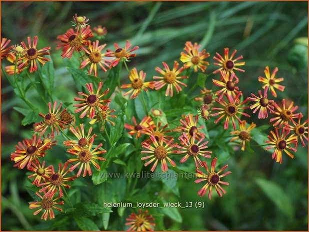 Helenium 'Loysder Wieck' | Zonnekruid