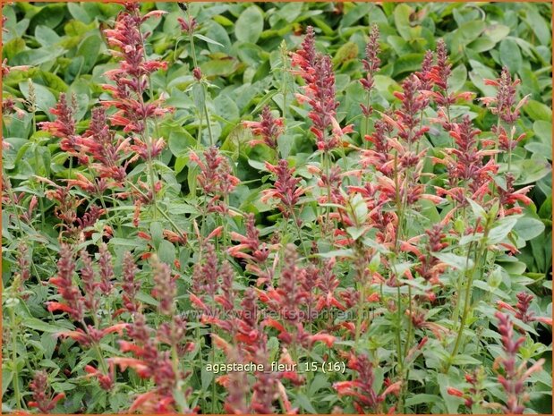 Agastache 'Fleur' | Dropplant, Anijsnetel