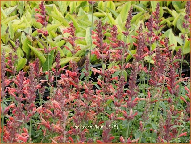 Agastache 'Fleur' | Dropplant, Anijsnetel