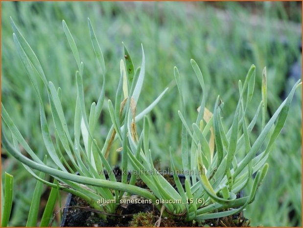 Allium senescens 'Glaucum' | Sierui, Look