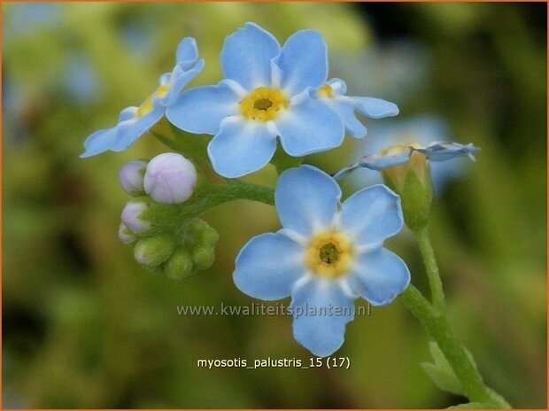 Myosotis palustris | Moerasvergeet-mij-nietje