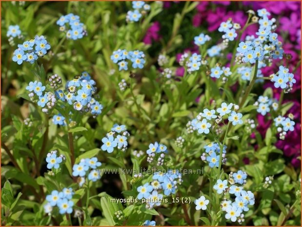 Myosotis palustris | Moerasvergeet-mij-nietje