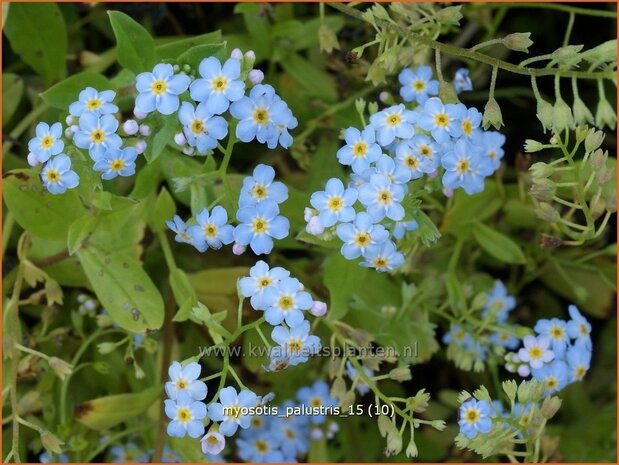 Myosotis palustris | Moerasvergeet-mij-nietje