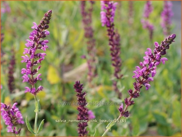 Salvia nemorosa 'Pink Beauty' | Bossalie, Salie, Salvia