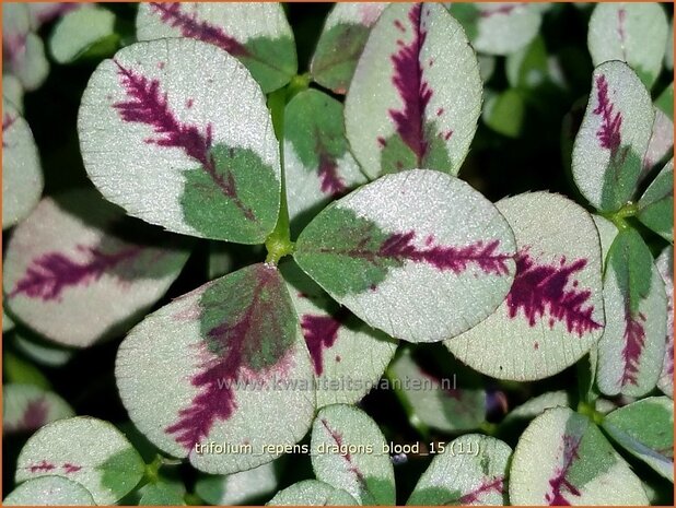 Trifolium repens 'Dragon's Blood' | Klaver