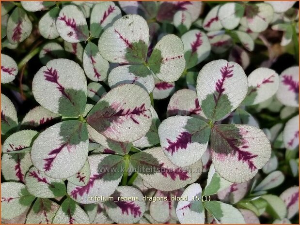 Trifolium repens 'Dragon's Blood' | Klaver