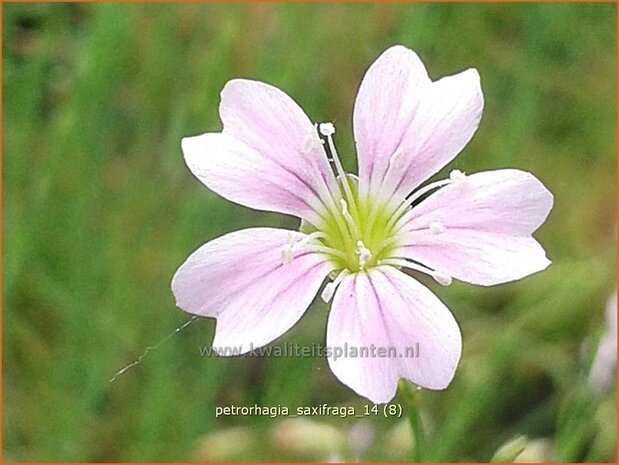 Petrorhagia saxifraga | Mantelanjer | Nelkenköpfchen