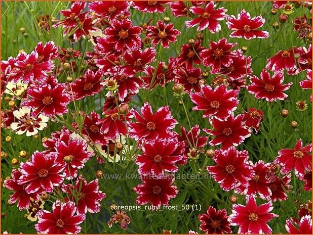 Coreopsis 'Ruby Frost' | Meisjesogen