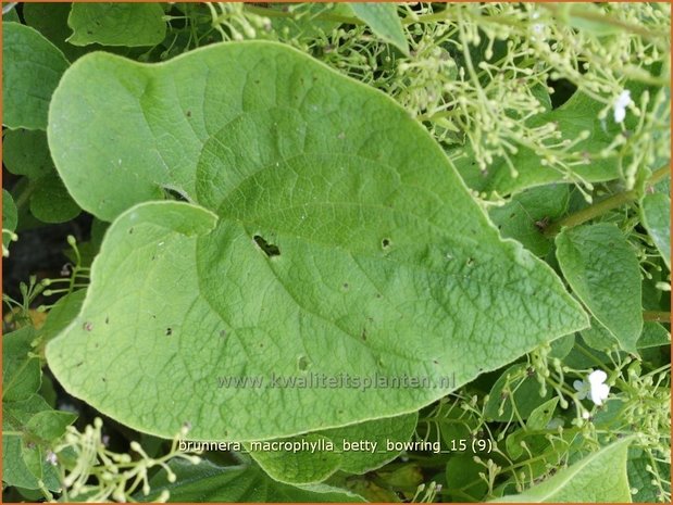 Brunnera macrophylla 'Betty Bowring' | Kaukasische vergeet-mij-nietje, Vast vergeet-mij-nietje