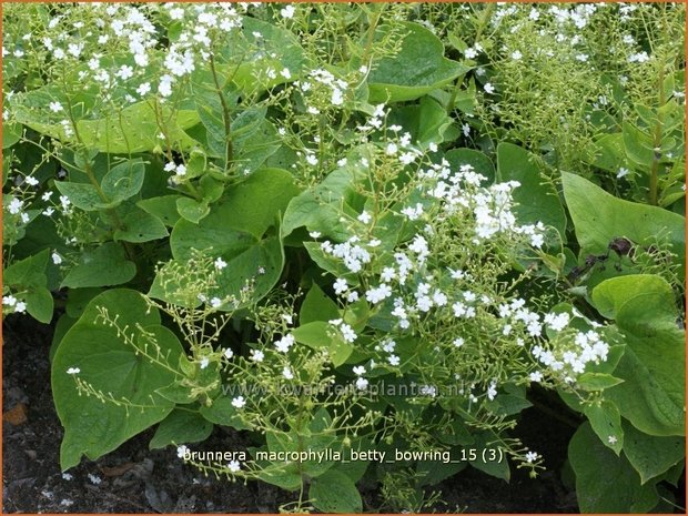 Brunnera macrophylla 'Betty Bowring' | Kaukasische vergeet-mij-nietje, Vast vergeet-mij-nietje