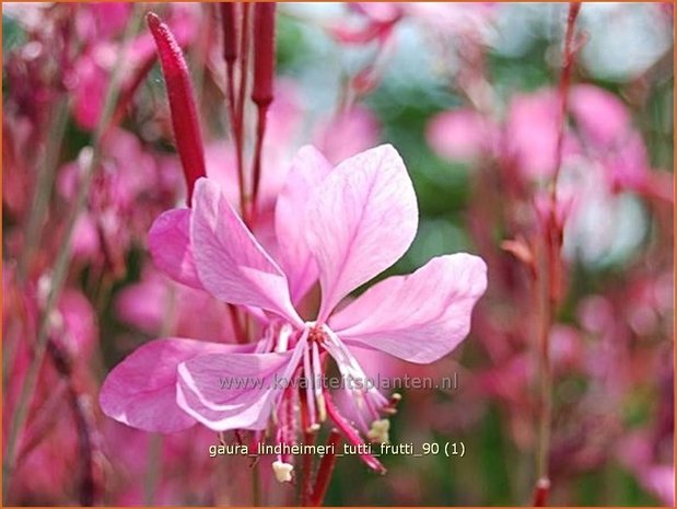 Gaura lindheimeri 'Tutti Frutti' | Prachtkaars, Vlinderkruid