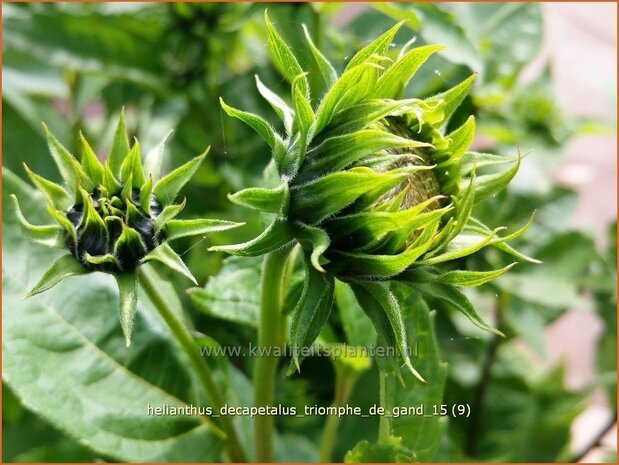 Helianthus decapetalus 'Triomphe de Gand' | Vaste zonnebloem