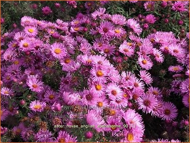 Aster novae-angliae &#39;Abendsonne&#39; | Nieuw-Engelse aster, Herfstaster, Aster | Raublatt-Aster