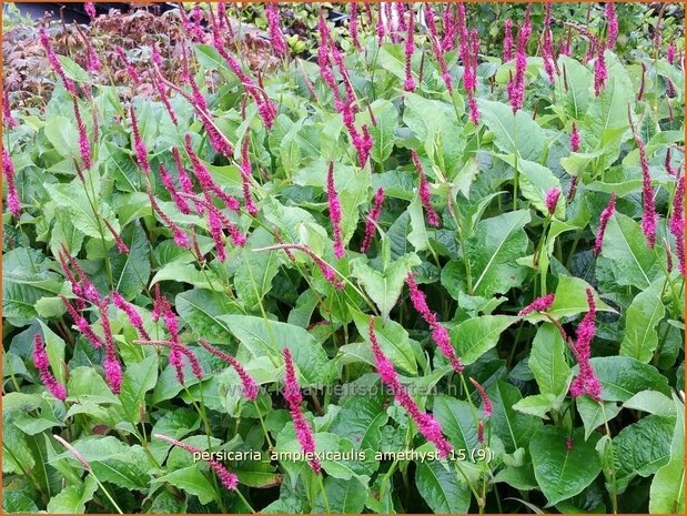 Persicaria amplexicaulis 'Amethyst' | Adderwortel, Duizendknoop | Kerzenknöterich