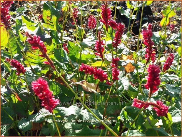 Persicaria amplexicaulis 'Red Baron' | Adderwortel, Duizendknoop | Kerzenknöterich