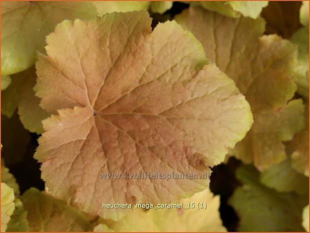 Heuchera 'Mega Caramel' | Purperklokje