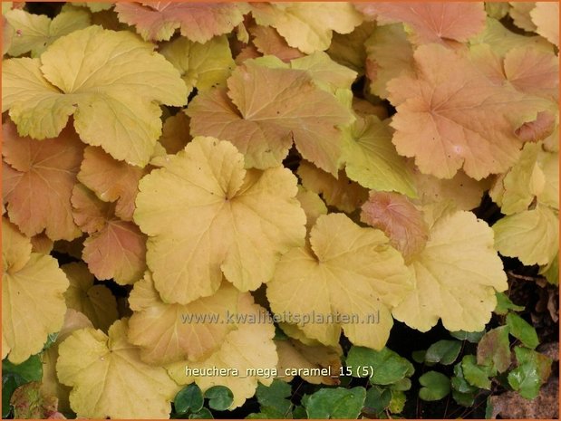 Heuchera 'Mega Caramel' | Purperklokje