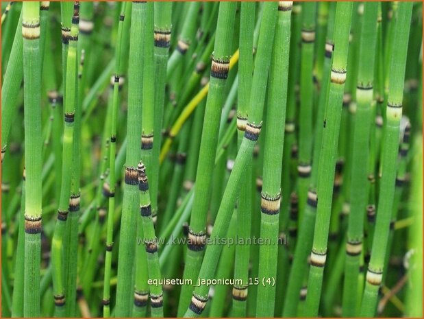 Equisetum japonicum | Japanse holpijp, Holpijp, Paardenstaart