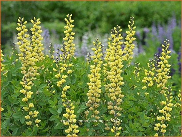 Baptisia 'Lemon Meringue' | Valse indigo, Indigolupine