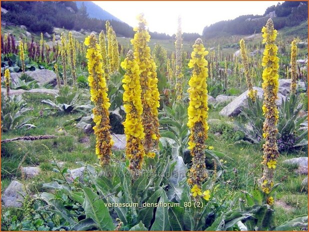 Verbascum densiflorum | Stalkaars, Toorts