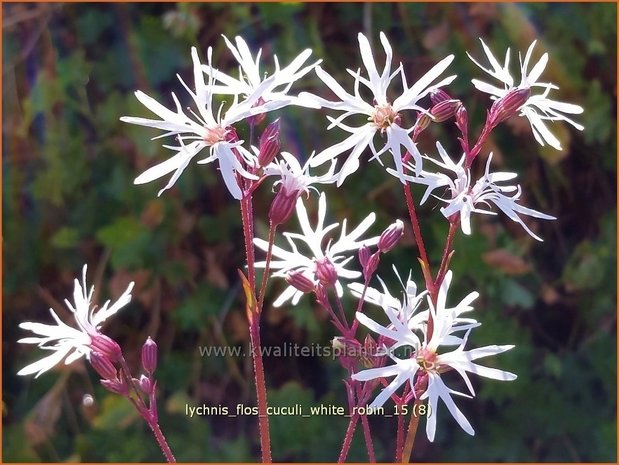 Lychnis flos-cuculi 'White Robin' | Echte koekoeksbloem, Koekoeksbloem