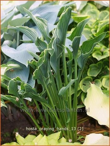 Hosta 'Praying Hands' | Hartlelie, Funkia