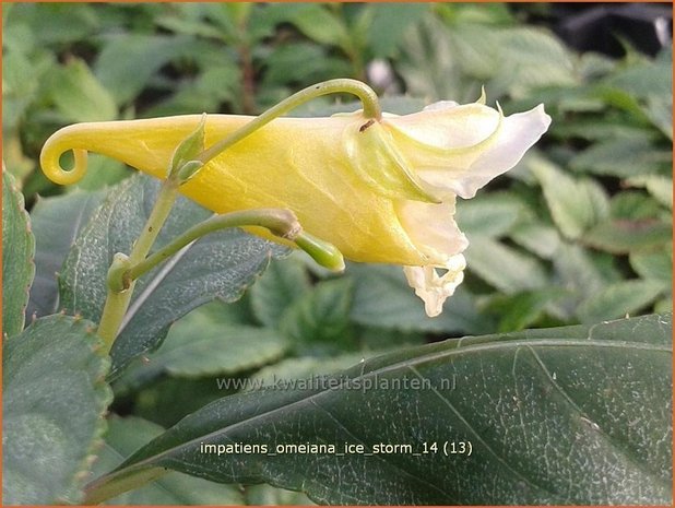 Impatiens omeiana 'Ice Storm' | Balsemien, Springzaad