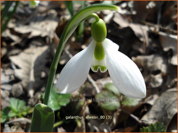 Galanthus elwesii | Groot sneeuwklokje, Breedbladig sneeuwklokje, Sneeuwklokje