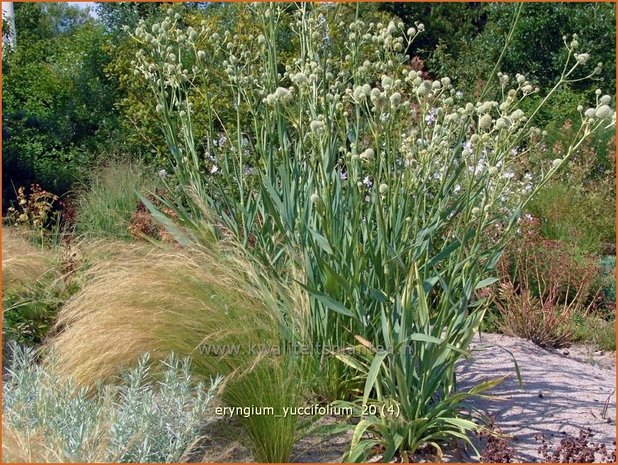 Eryngium yuccifolium | Yuccabladige kruisdistel, Kruisdistel