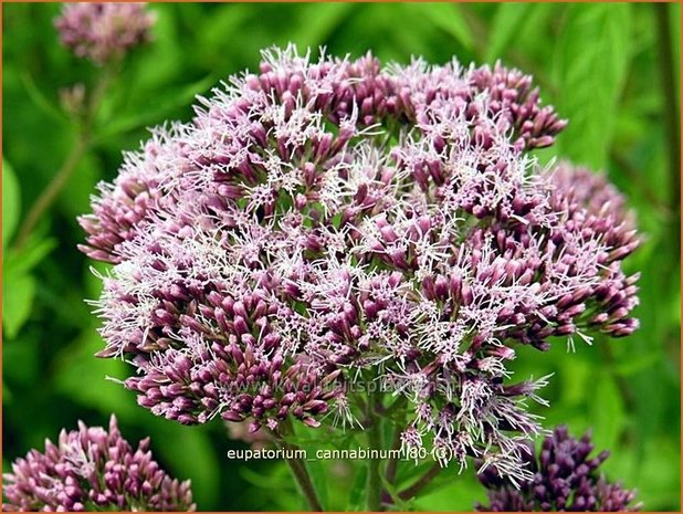 Eupatorium cannabinum | Leverkruid, Koninginnekruid