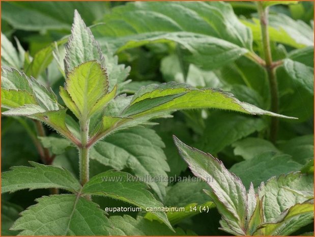 Eupatorium cannabinum | Leverkruid, Koninginnekruid