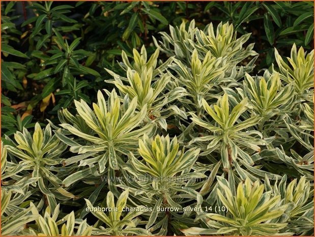 Euphorbia characias 'Burrow Silver' | Wolfsmelk