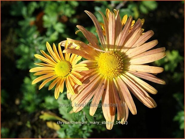 Chrysanthemum 'Mary Stoker' | Chrysant